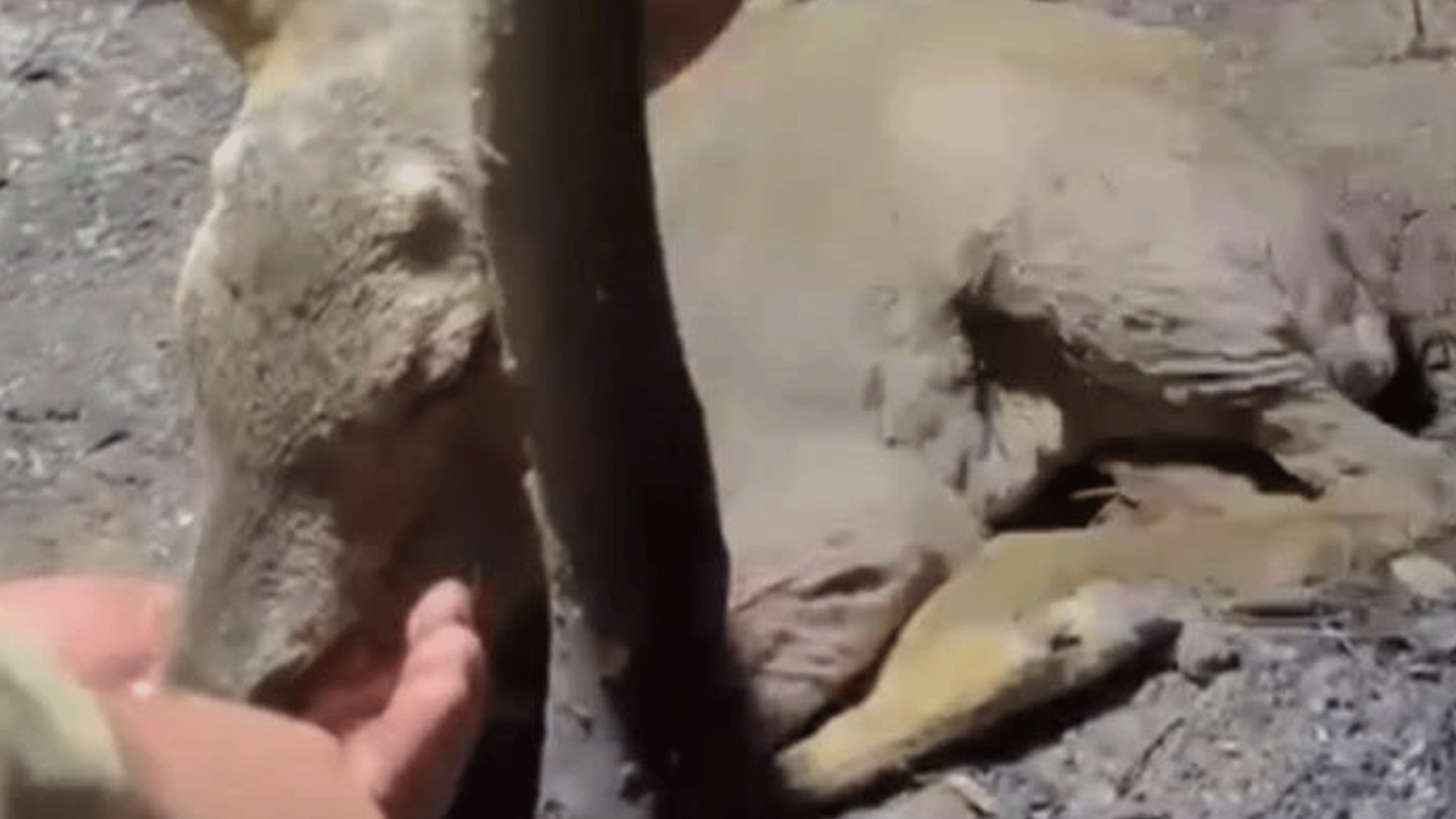 Yaralı yavru ceylana hayat eli