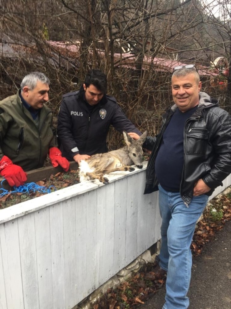 Yaralı yavru karaca tedavi altına alındı 