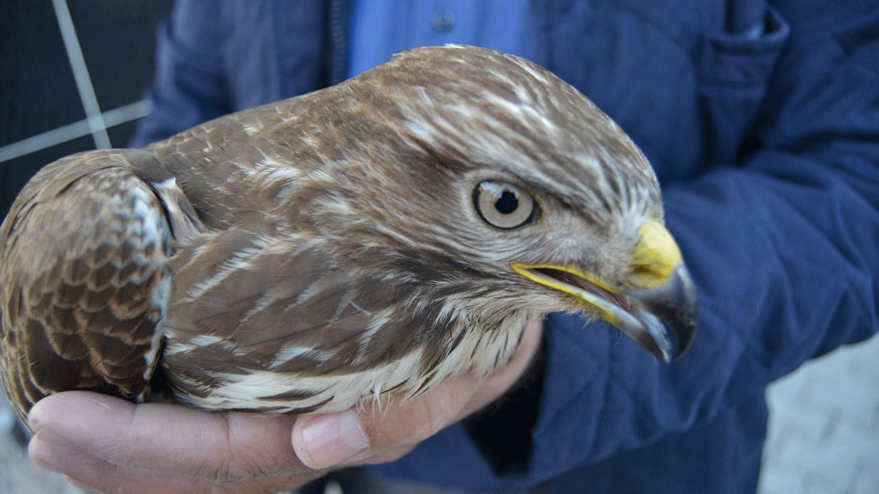 Yaralı yavru kızıl şahin kurtarıldı! Tedavi altına alındı
