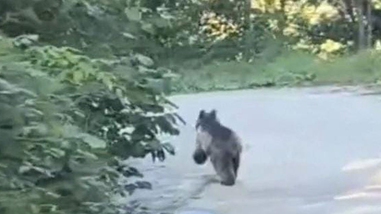 Yaramaz ayı köy yolunda maratona çıktı