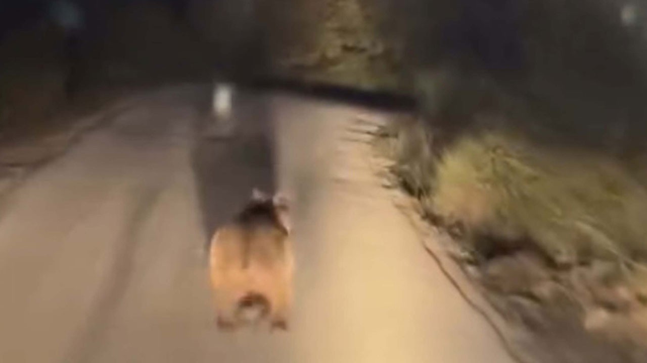 Yaramaz ayı otomobilin önünde böyle koştu!