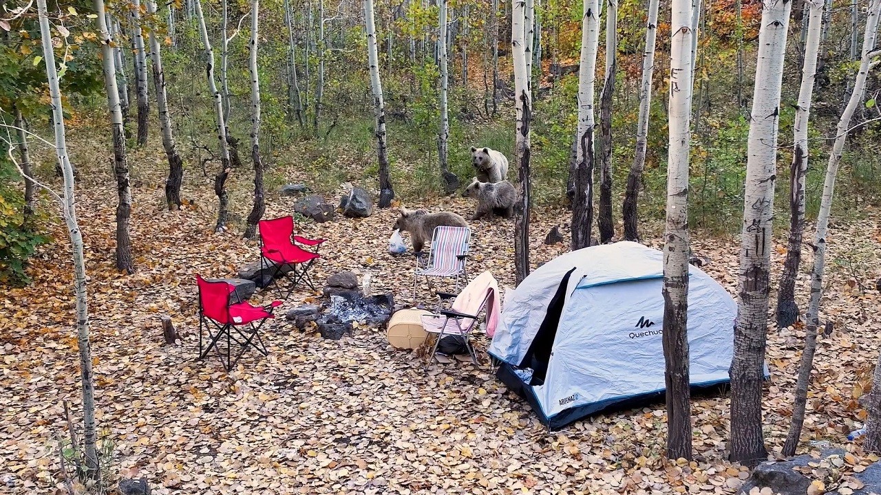 Yaramaz ayılar kameraya böyle yakalandı