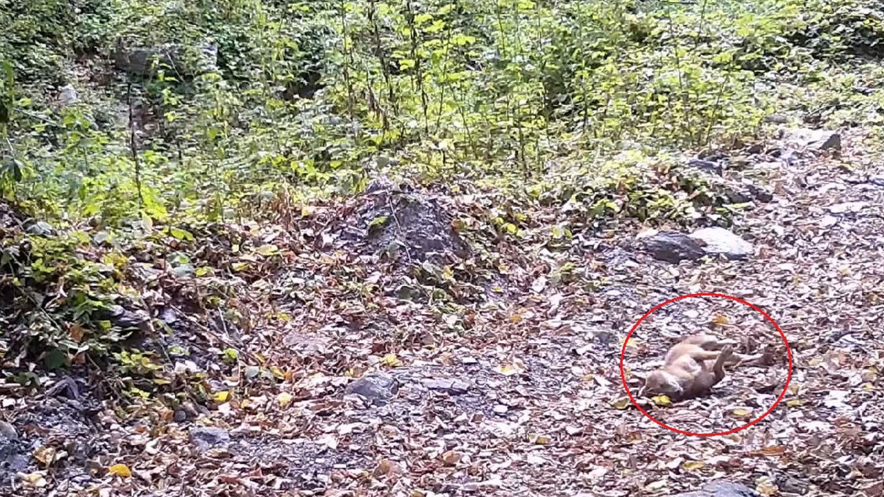 Yaramaz çakalın eğlenceli anları fotokapana yansıdı