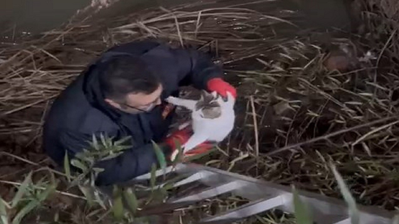 Yaramaz kedi bir türlü akıllanmıyor