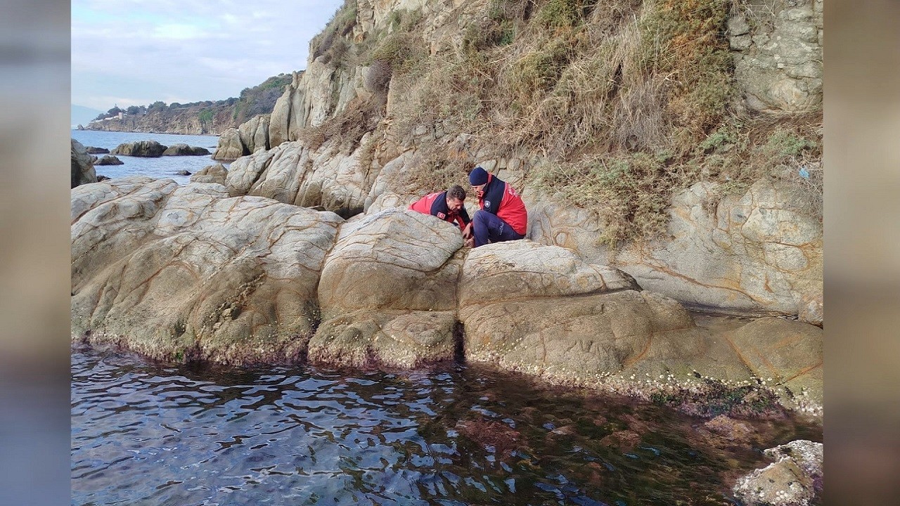 Yaramaz koyun 16 saat sonra özgürlüğüne kavuştu