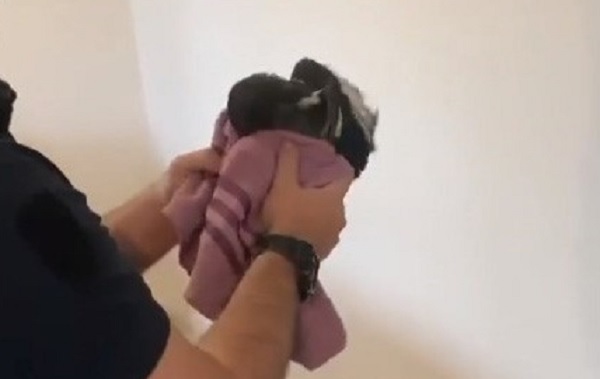 Yaramaz saksağan herkesi seferber etti