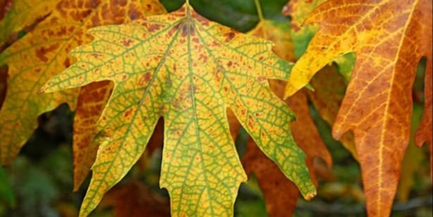 Yararları saymakla bitmiyor - FOTO