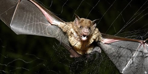 Yarasa kaynaklı Nipah virüsü can aldı!