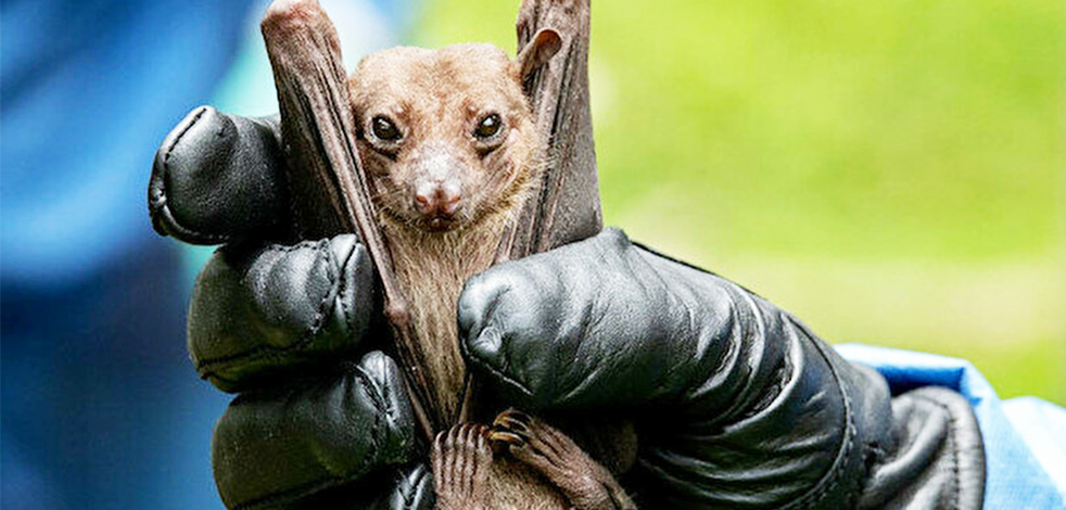 Yarasalarda da benzer 3 virüs tespit edildi