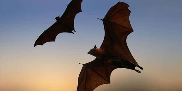 Yarasaların 'sosyal mesafe' kurallarına uyduğu ortaya çıktı!