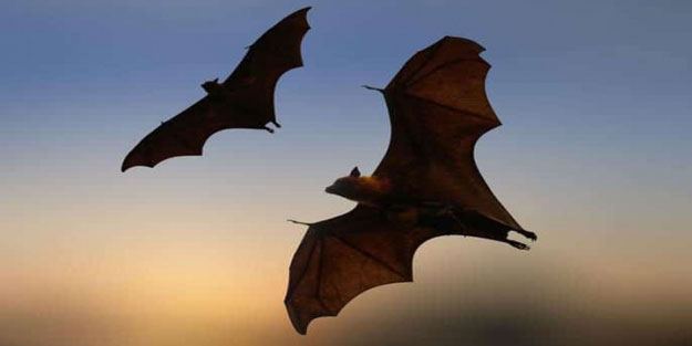 Yarasaların yeni bir özelliği keşfedildi