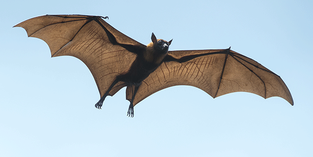 Yarasanın ısırdığı çocuktan kötü haber