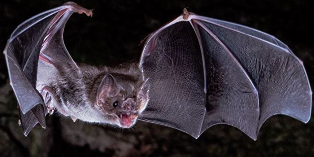 Yarasanın ısırdığı küçük çocuk öldü! Kardeşleri hastanede tedavi altında