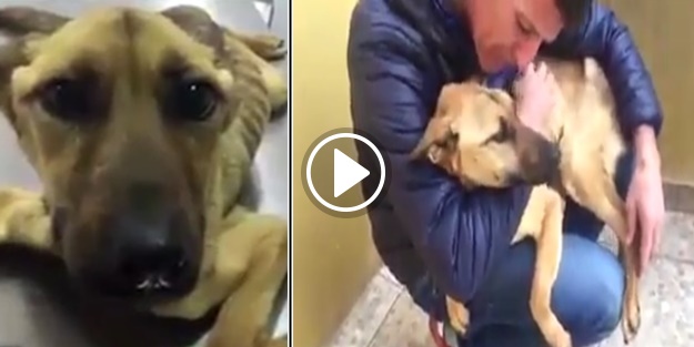 'Yaratılanı sevin, yaratan'dan ötürü'