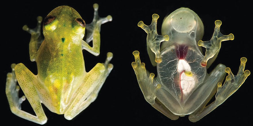 'Yaratma' sanatının bir örneği daha... Kalbi görünen 'cam kurbağa' bulundu