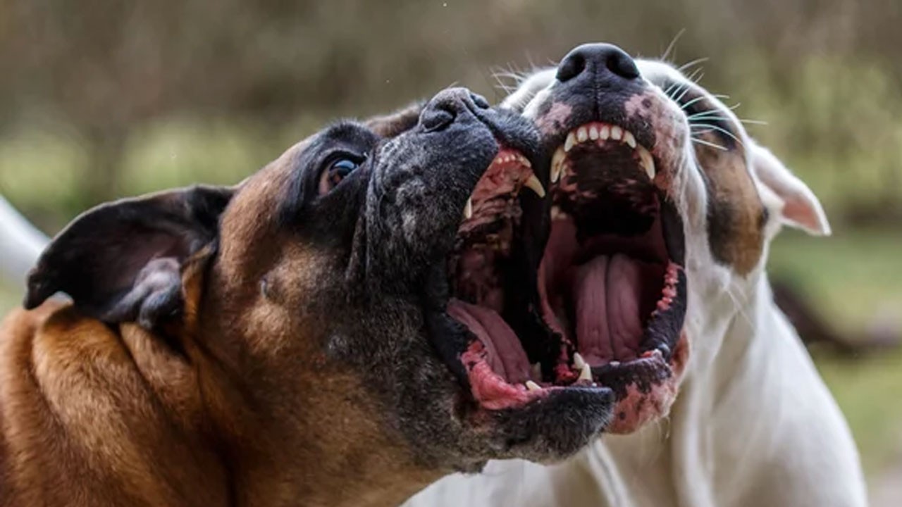‘Yardıma gelmeselerdi belki de ölecektim’ Sokak köpekleri yine korkuttu