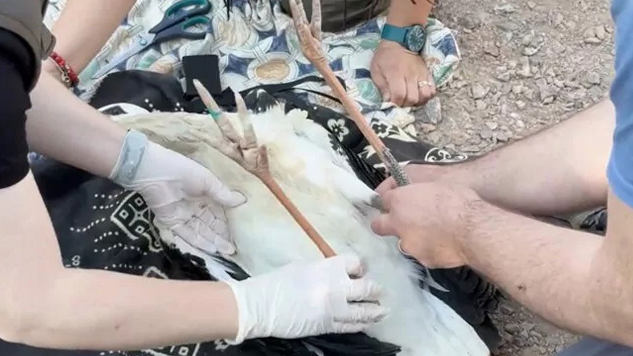 Yaren leyleğin yavruları takip edilecek