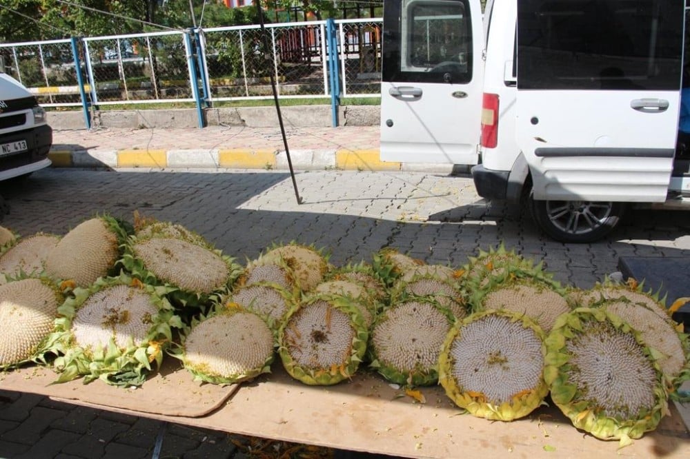 Yarenlik çekirdeği pazarda yerini aldı 