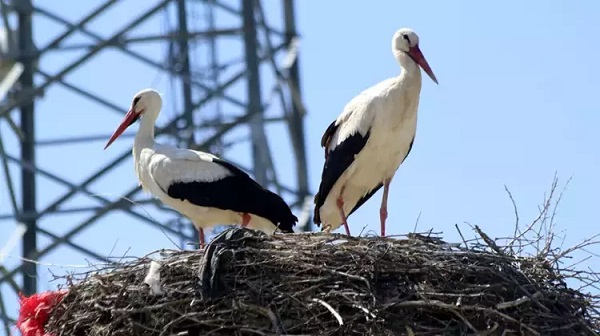 Yarıköy leyleklerine kavuştu