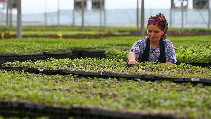 Yarım asırlık kooperatifte yılda 5 milyon fidan yetiştiriliyor