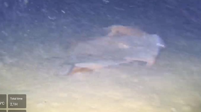 Yarım asırlık sır ortaya çıktı: 1975’te düşen THY uçağının enkazı tespit edildi! Su altı dronu ile işte böyle görüntülendi