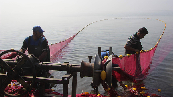 Tonlarcası yakalanıyor!  Avrupalılar kapış kapış...