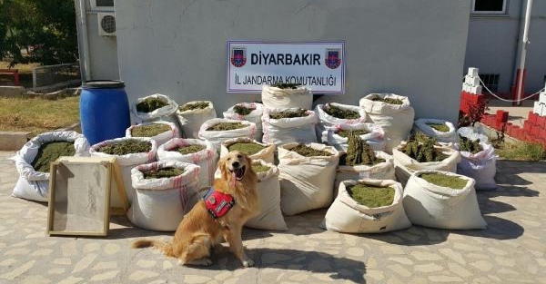 Yarım ton uyuşturucu ele geçirildi