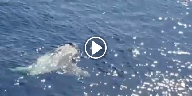 Yarım tonluk balık görenleri şaşırttı