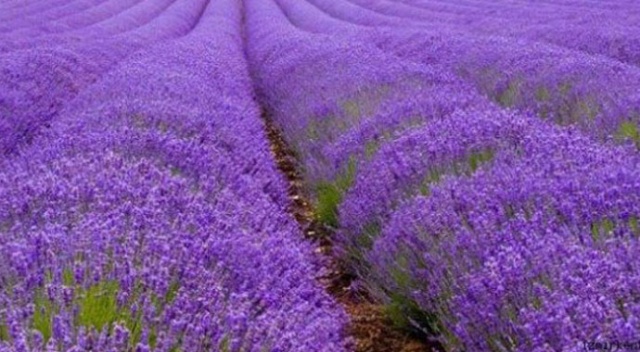 Yarın başlıyor! Litresi 538 liraya satılıyor...