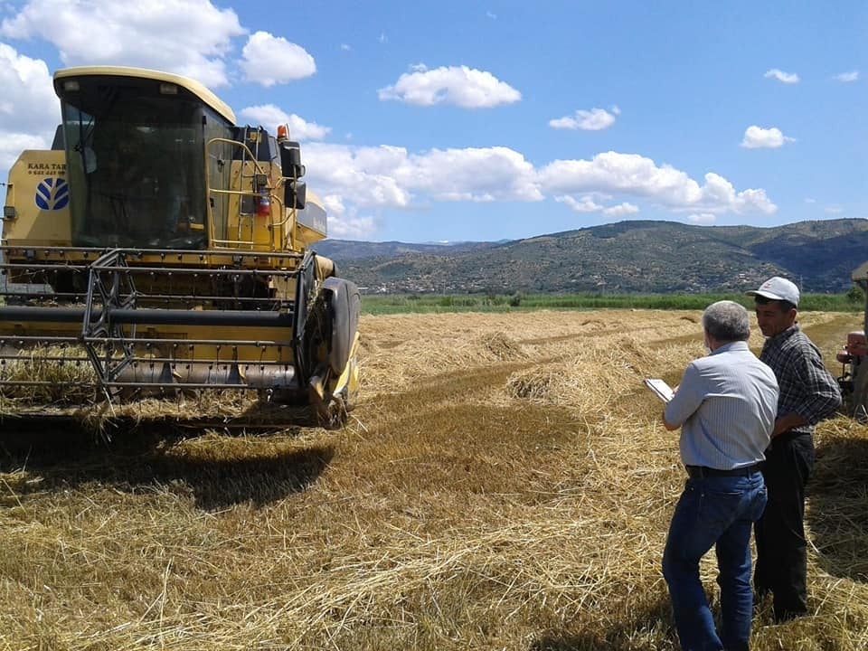 (YARIN)Aydın’da buğday hasat kontrolleri devam ediyor 
