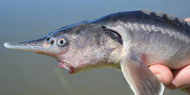 Yarısı Amerikan, yarısı Rus! Yanlışlıkla oldu