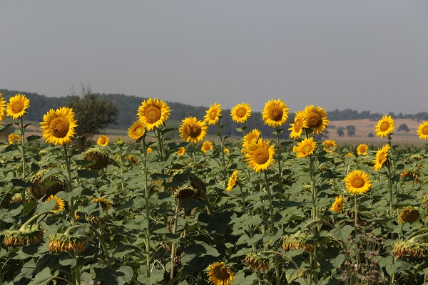 Yarısı üreticiden yarısı devletten