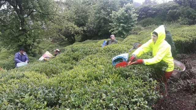 Yaş çay alım fiyatı açıklandı