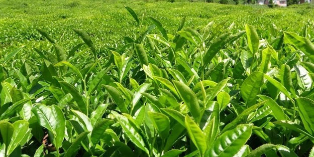 Yaş çay alım fiyatı açıklandı