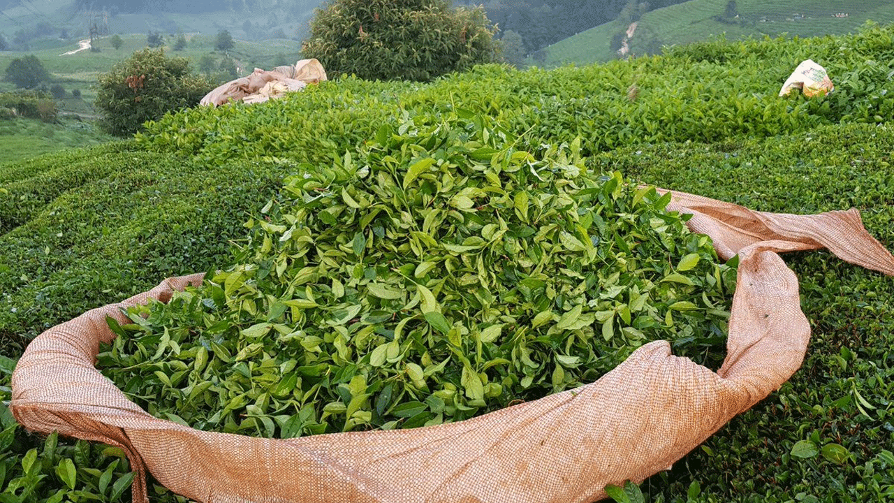 Yaş çay alım fiyatı açıklandı!