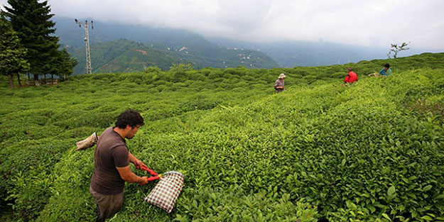 Yaş çay alımı ne zaman başlıyor? | ÇAYKUR 1. sürgü kotası ne kadar?
