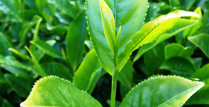 Yaş çay fiyatı 1.90 kuruş