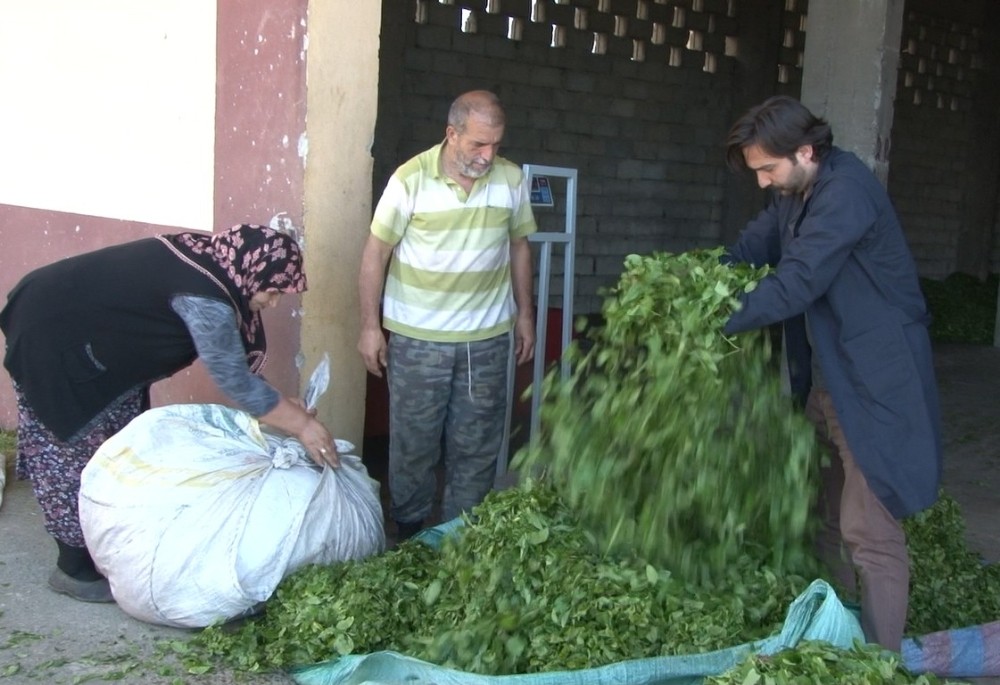Yaş çay taban fiyatı bugün açıklanıyor 