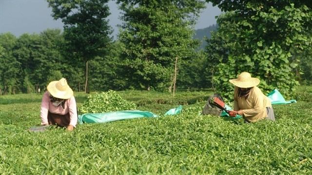 'Yaş çay yaprakları çayda kaliteyi arttırdı'