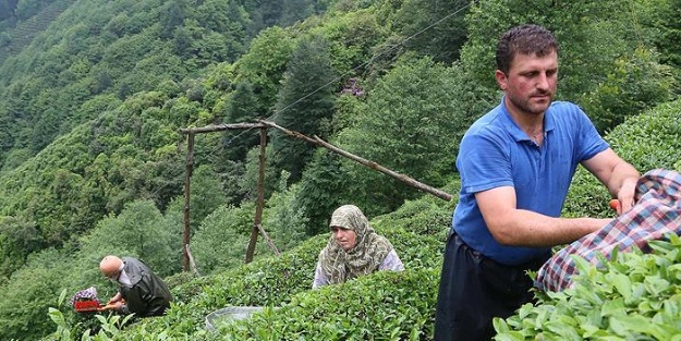 Yaş çayda taban fiyat açıklaması!