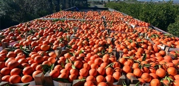 Yaş meyvede Rusya'ya alternatif