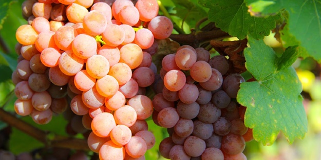 Yaş üzümde 200 milyon dolar hedefi aşılacak