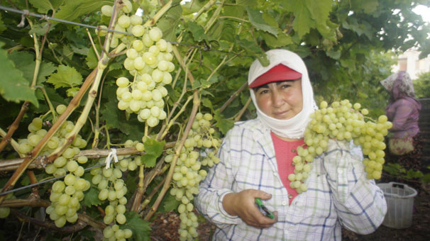 Yaş üzümde Rusya'ya ihracat başlıyor