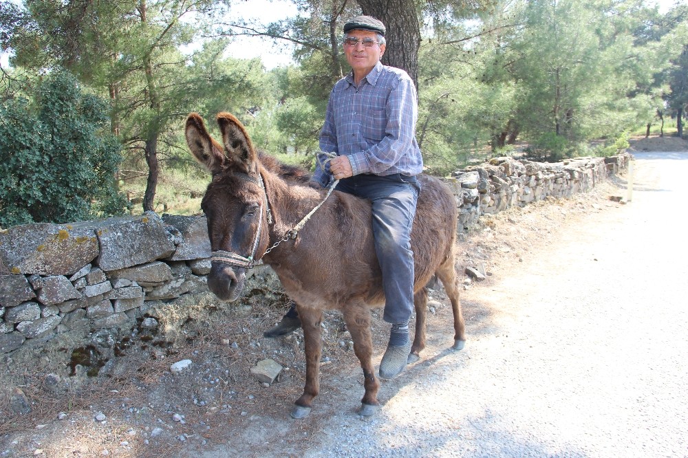 Yaşa takılmadan emektar eşeğinin sırtında dolaşıyor 