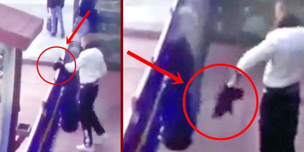 Yasa yolda! Hayvanları öldürene hapis cezası