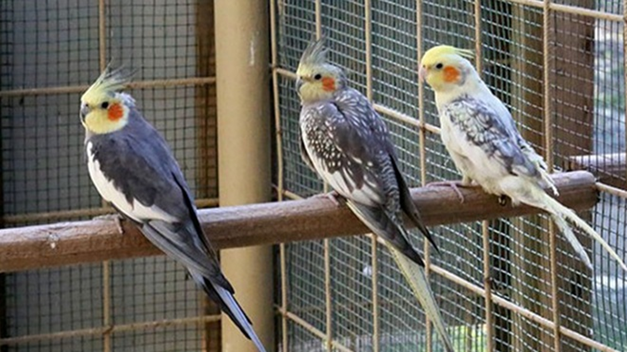 Yasadışı hayvan kaçakçılığına operasyon