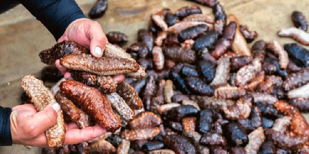 Yasadışı yollarla avlanan deniz patlıcanları denize salındı