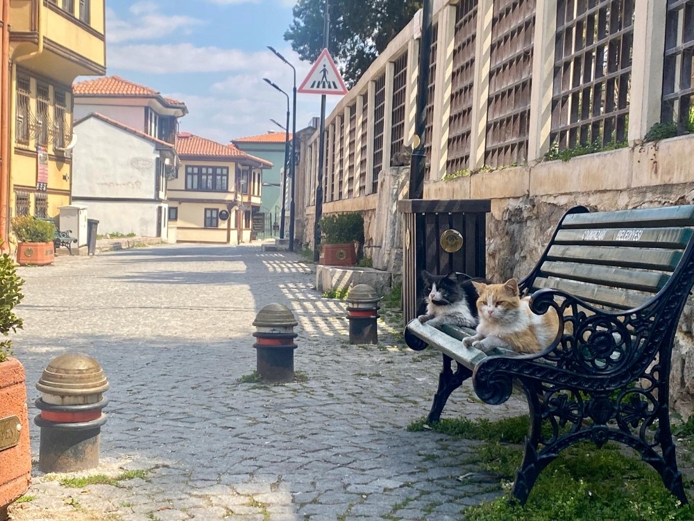 Yasağın ardından sokaklar kedilere kaldı 