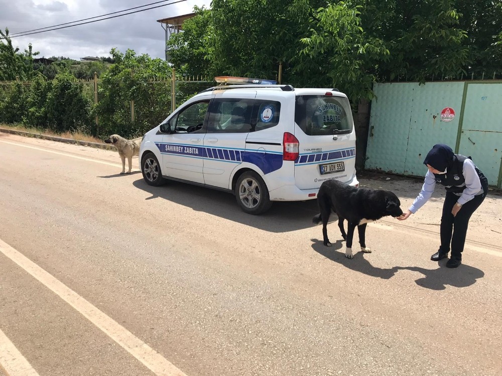 Yasak günlerinde sokak hayvanları unutulmayacak 