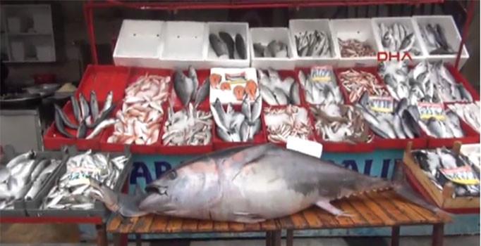 Yasak kalktı balıklar raflarda yerini almaya başladı
